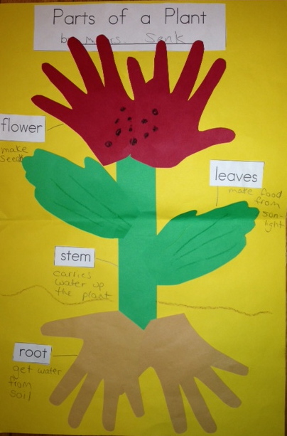 photo 90 - Parts Of A Plant For Kindergarten